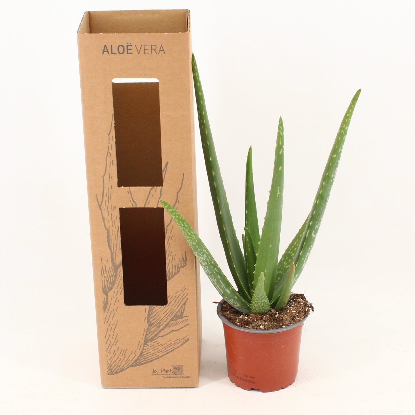 Aloe vera 42cm 12cm Pot