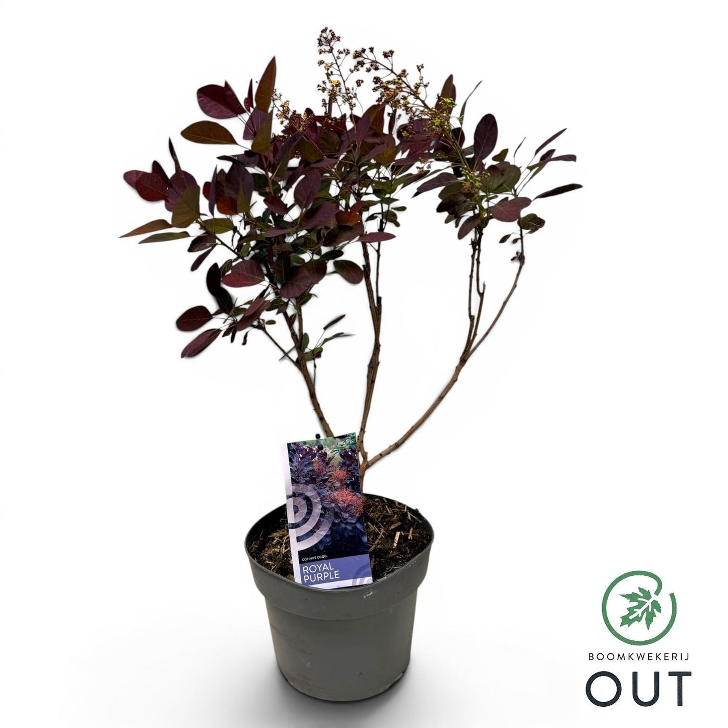 Cotinus Royal Purple 999cm 19cm Pot