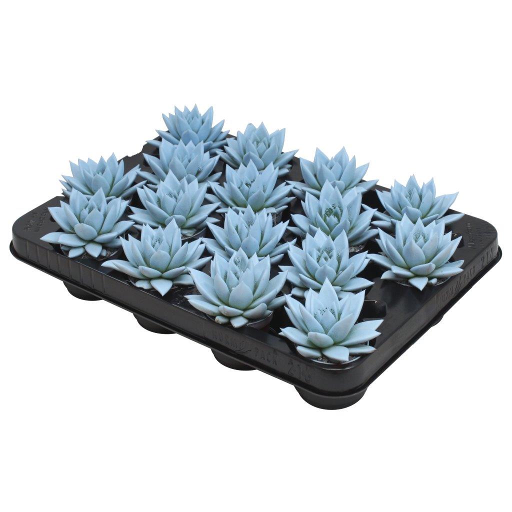 Amigo Plant VOF Echeveria colored Pastel blue Pack of 16