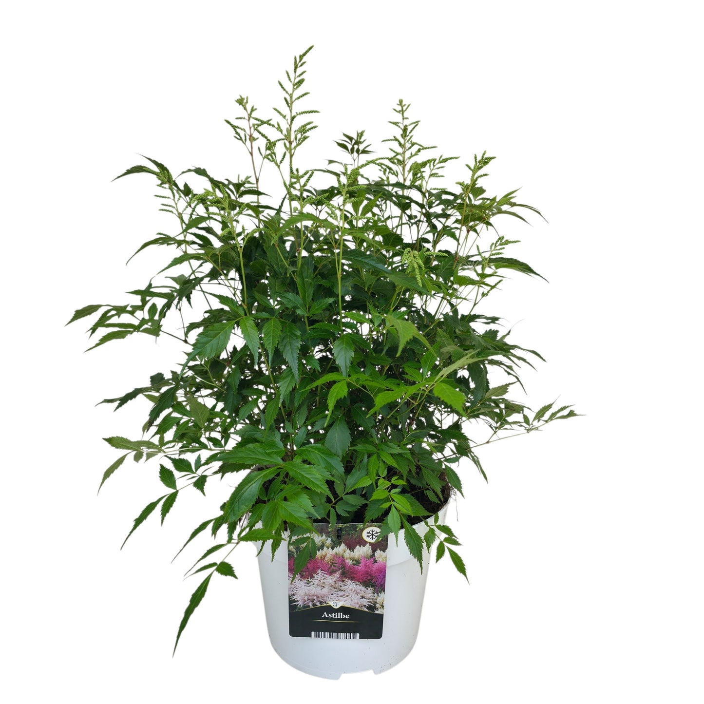 Florizon Plants Astilbe jap. Washington Pack of 1