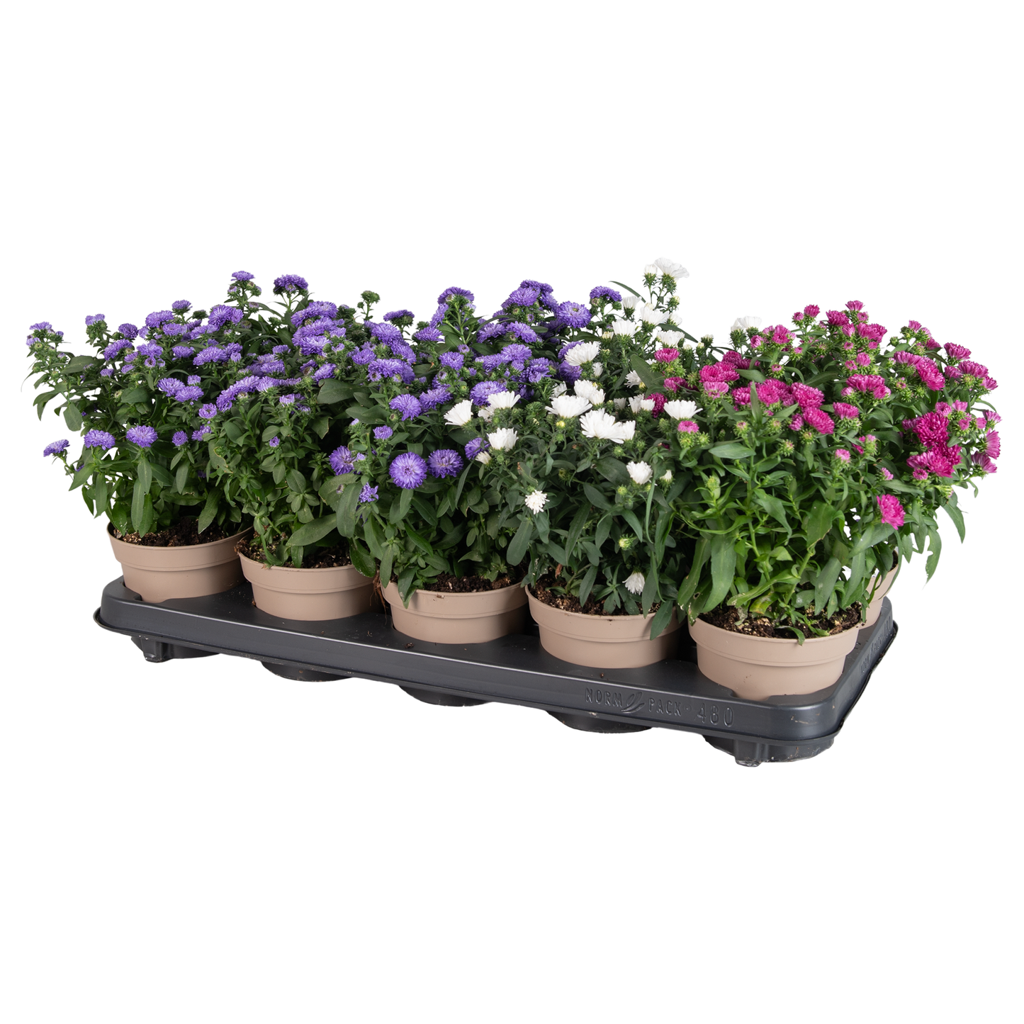 Aster Crown mix 28cm 12cm Pot
