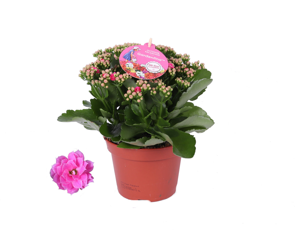 Kalanchoe double Gardenlina mix 27cm 15cm Pot