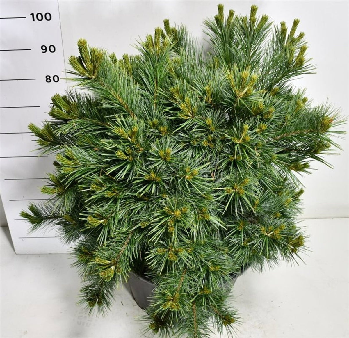 Pinus hybrid 100cm 58cm Pot