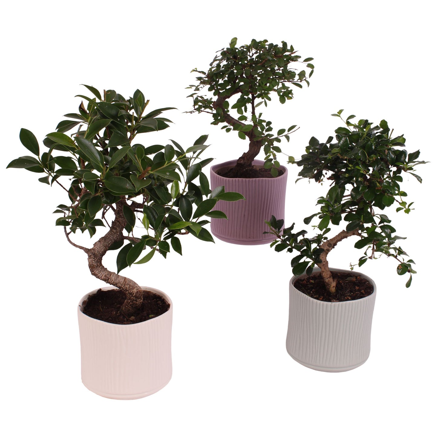 Bonsai mix 35cm 13cm Pot