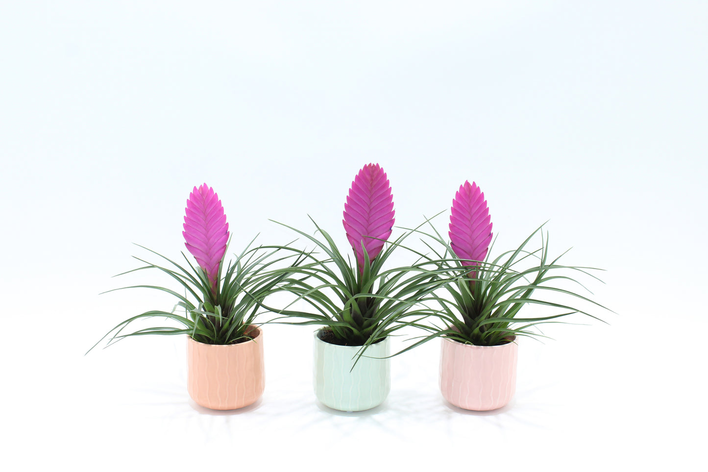 Tillandsia Vincent 30cm 10cm Pot