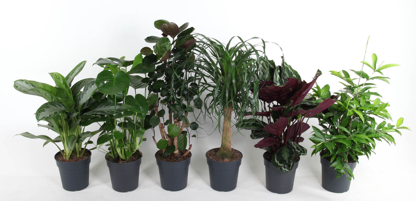 Foliage houseplants mix 80cm 24cm Pot