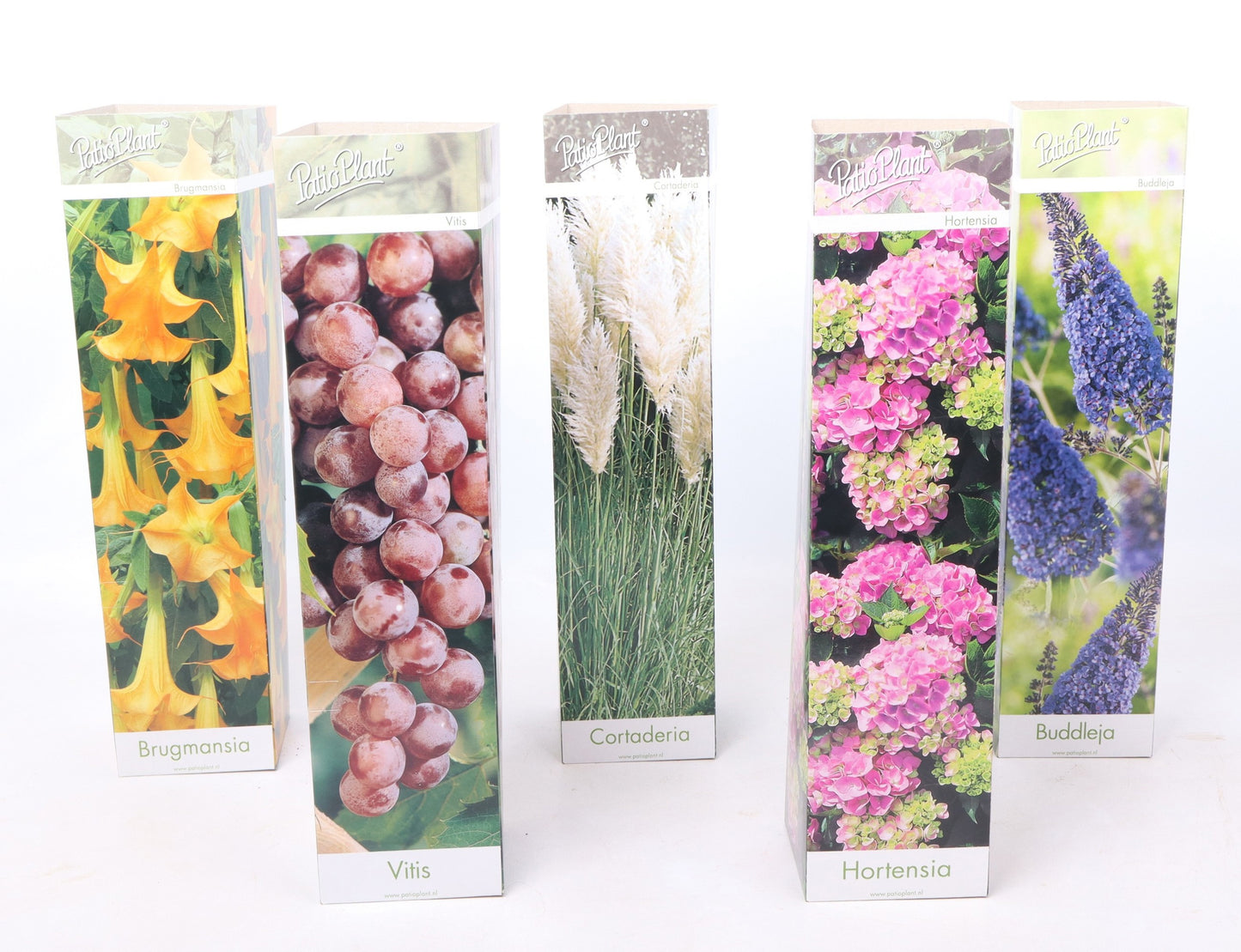 Valk BV Patioplant Tub plants mix Pack of 20