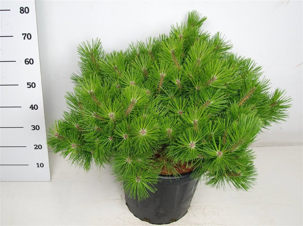 Pinus hybrid 65cm 38cm Pot