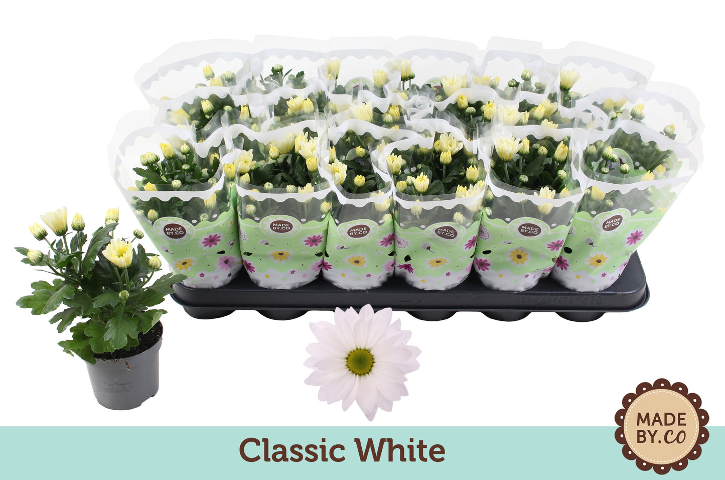 Chrysanthemum white 22cm 9cm Pot