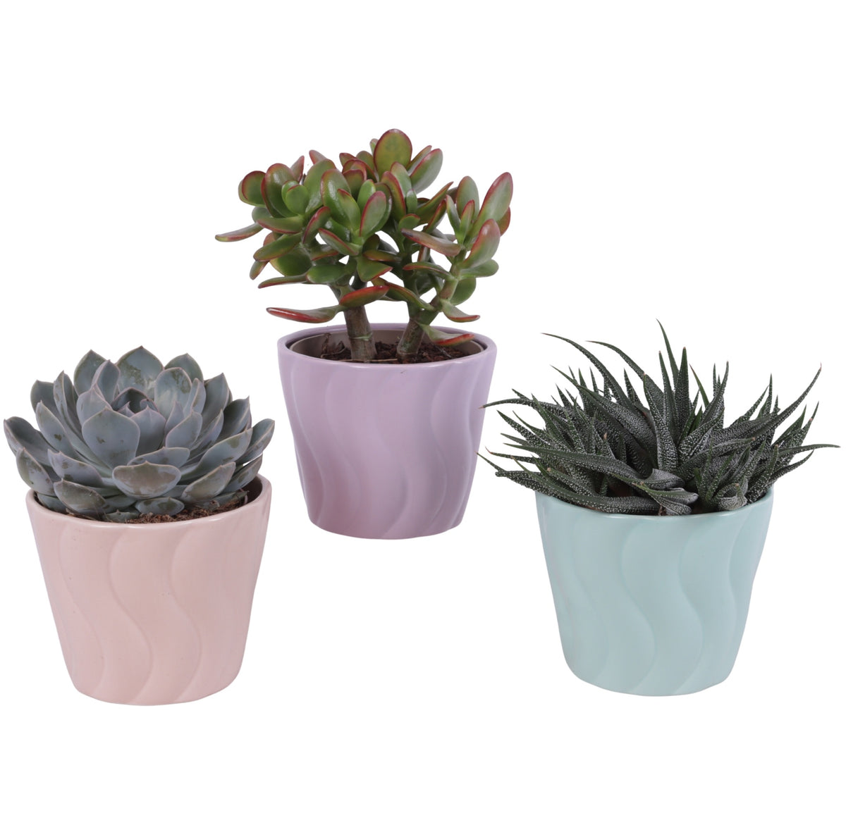 Succulent mix 25cm 14cm Pot