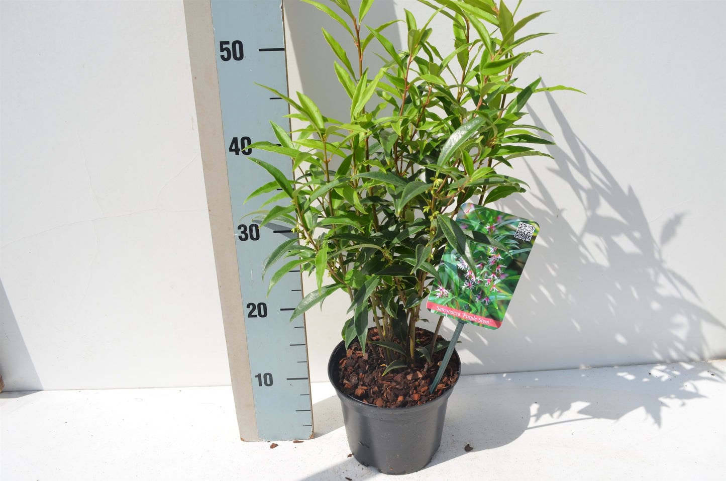 Roessel Tuinpl. VOF, B. v. Sarcococca hookeriana Purple Stem Pack of 1