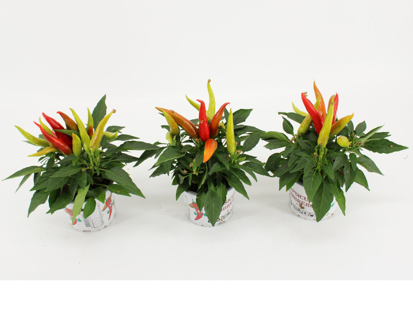 Capsicum ann. Joker 25cm 510cm Pot