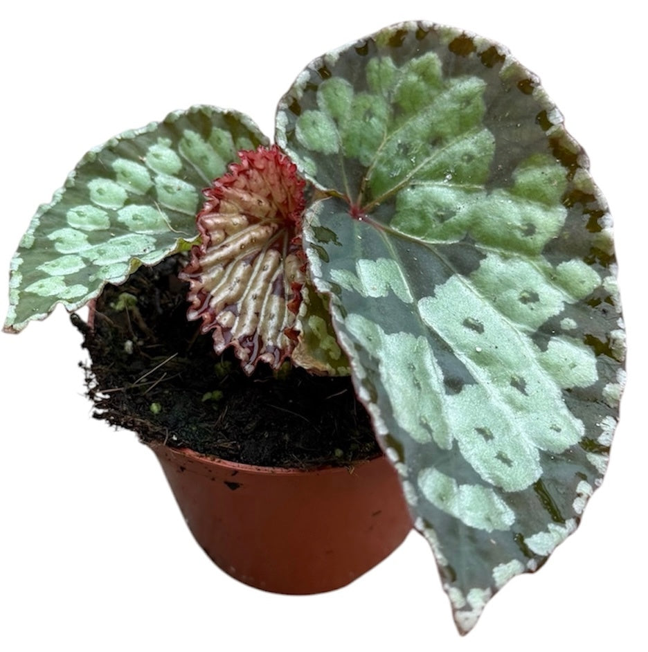 Begonia Cottage Bright Red 12cm 8cm Pot