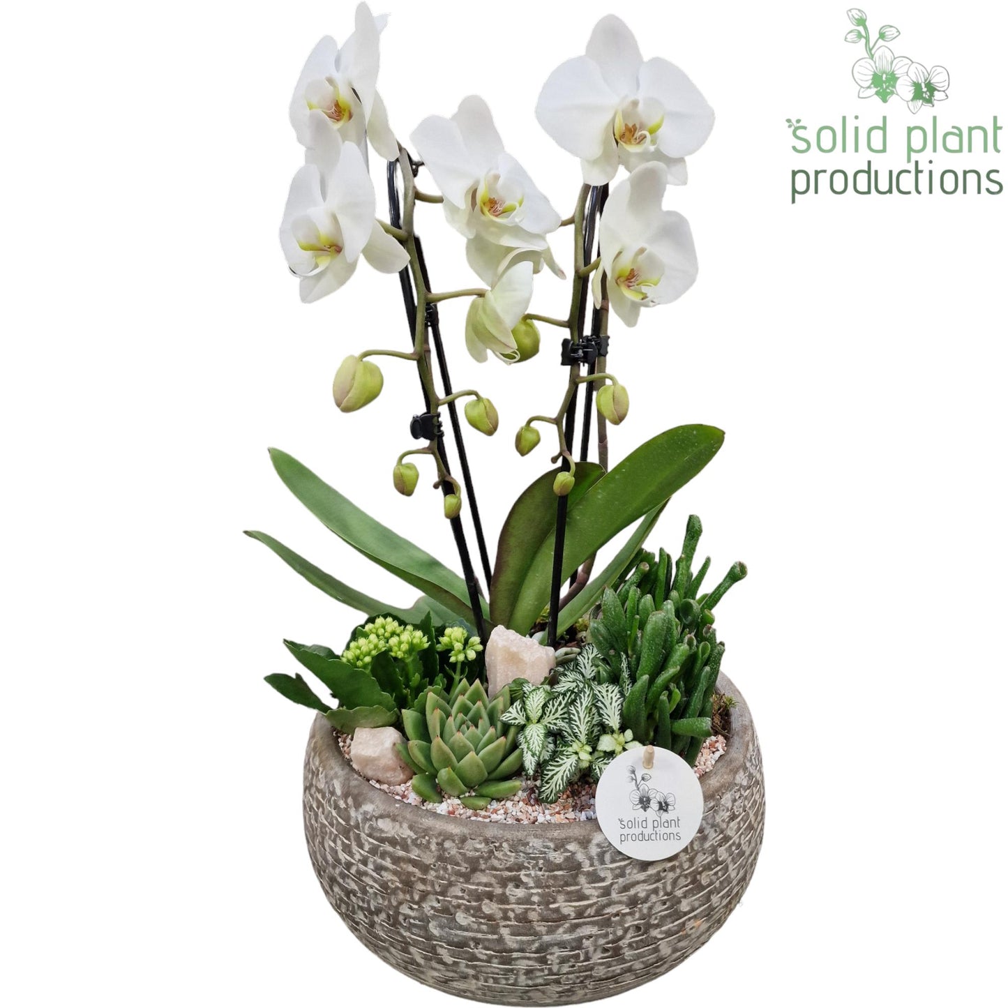 PH031 Dakota White 50cm 28cm Pot