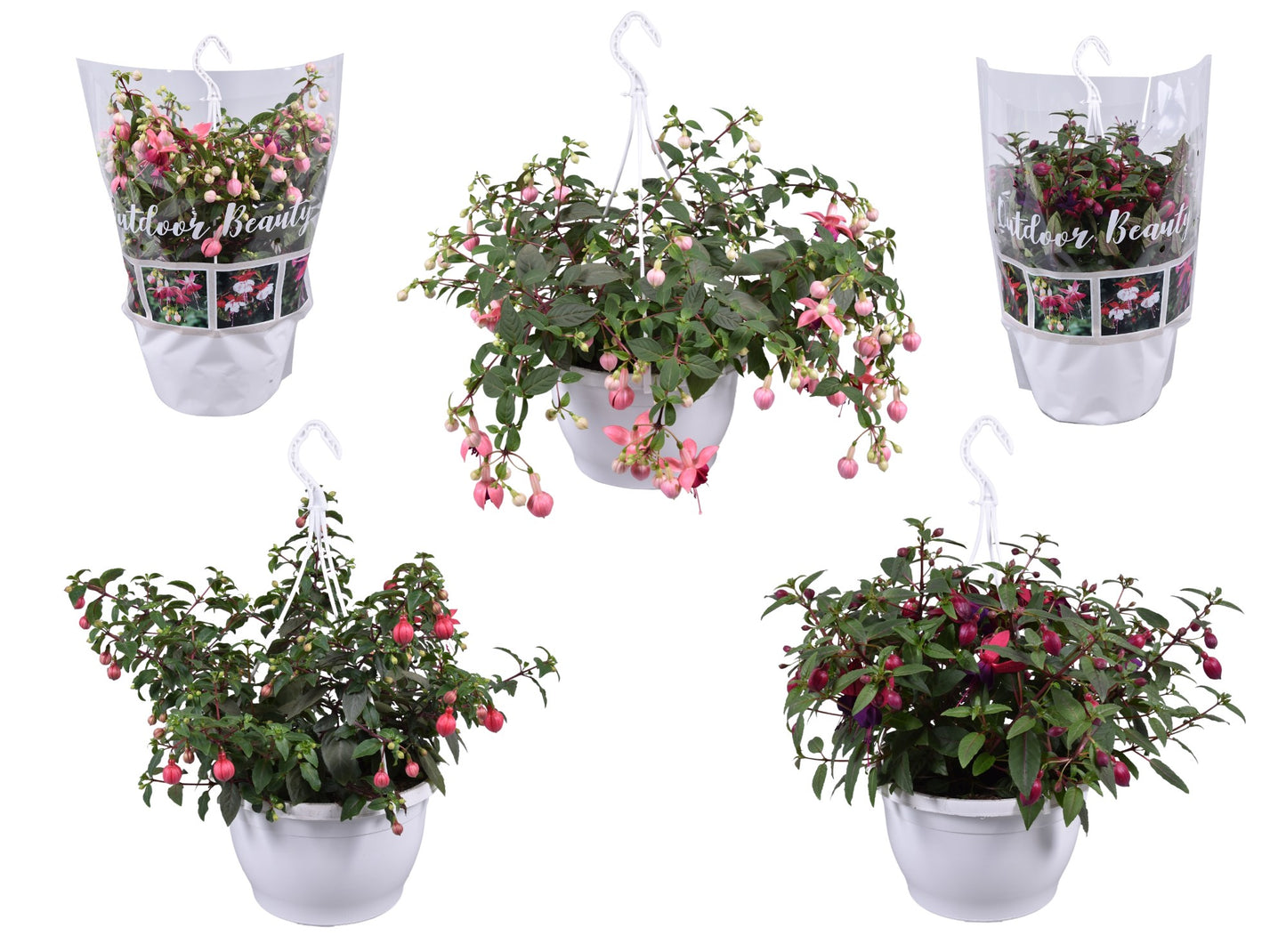 Fuchsia mix hangingplant 35cm 25cm Pot