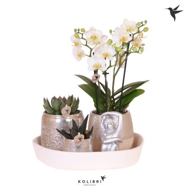 Phalaenopsis arrangement 40cm 30cm Pot