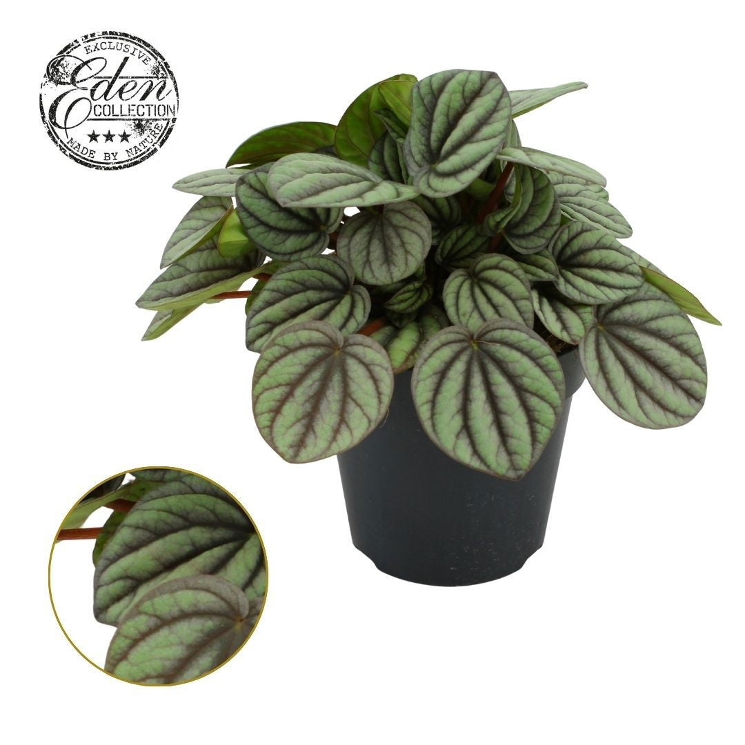 Peperomia caperata 25cm 15cm Pot