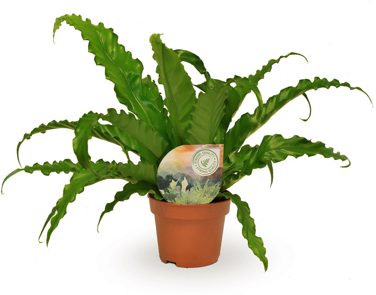 Asplenium Osaka 35cm 12cm Pot
