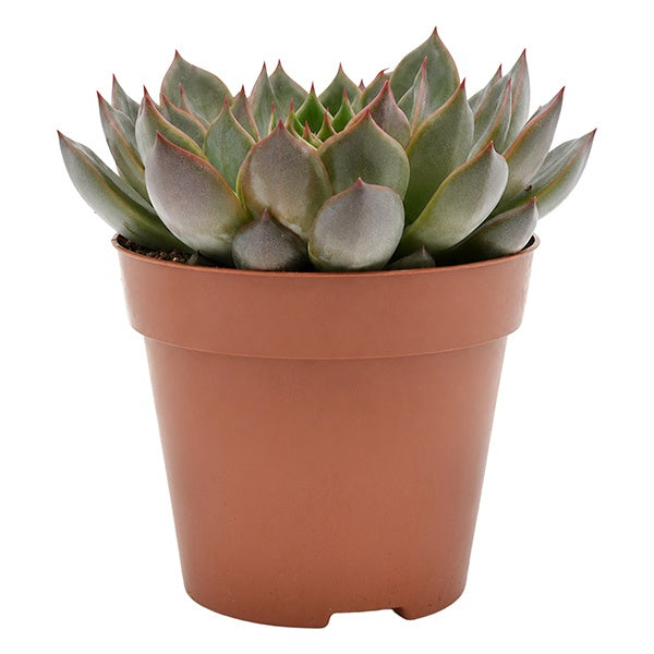Echeveria Rosetta Mariposa 15cm 12cm Pot