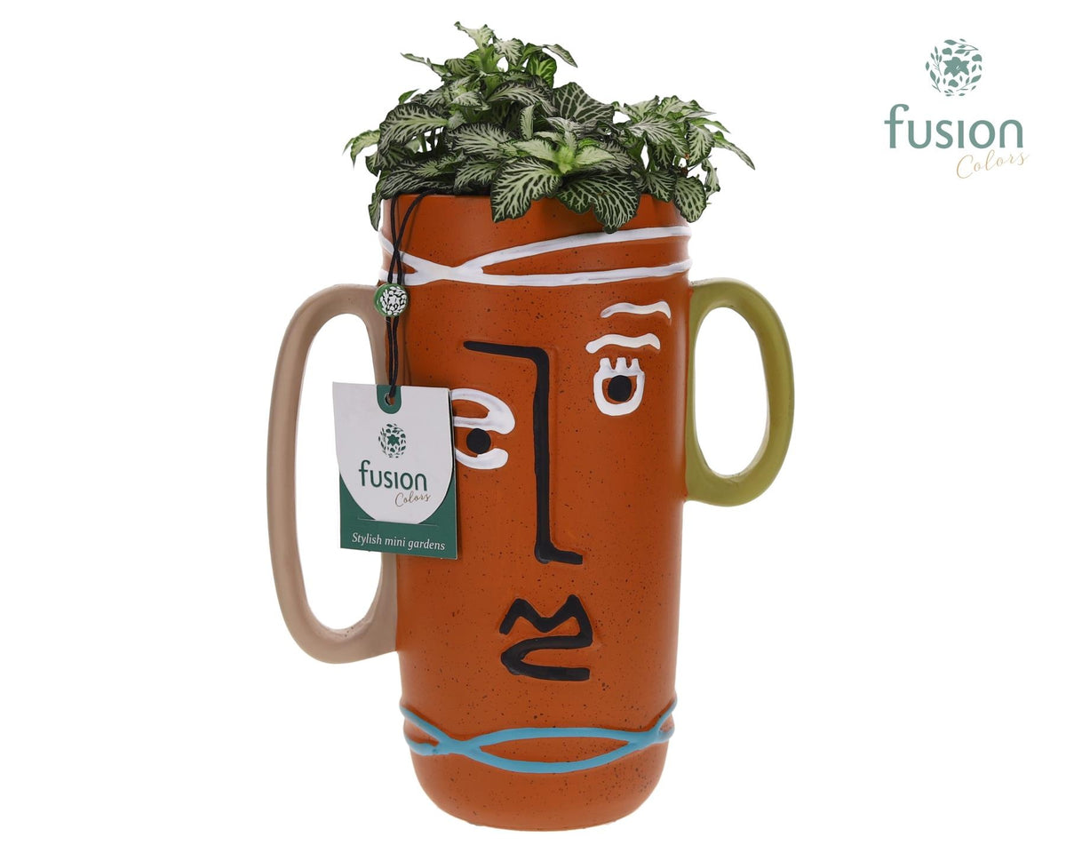 Terracotta Facepot met Fittonia 29cm 10cm Pot