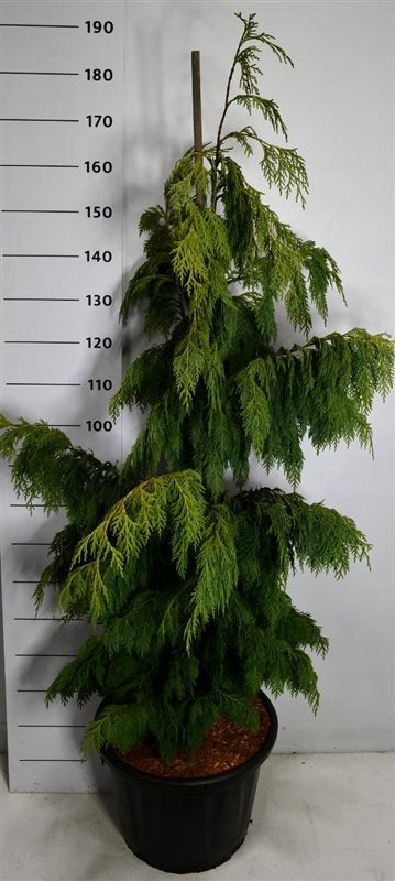 Chamaecyparis nootkatensis Pendula 200cm 45cm Pot