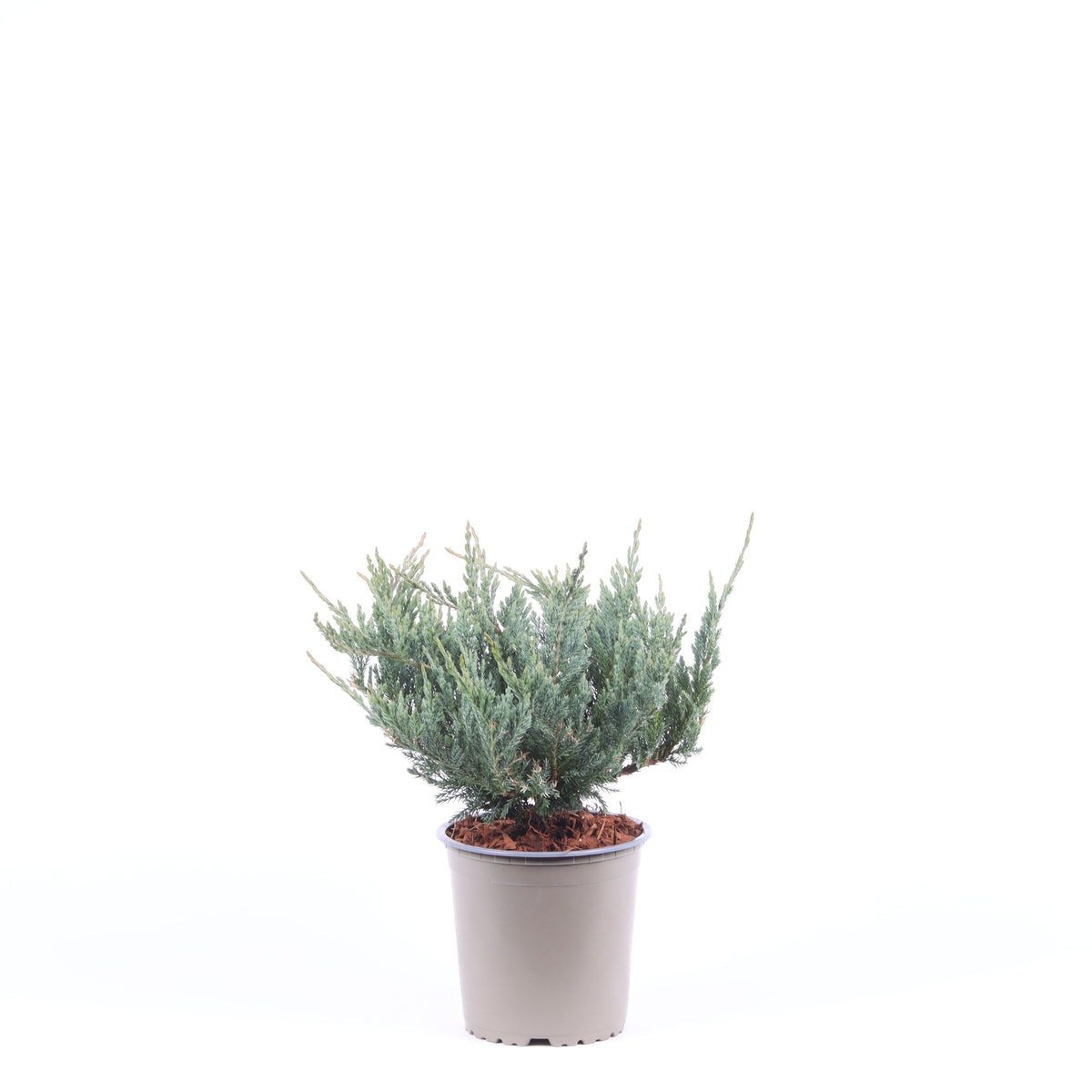 Juniperus Blue Chip 20cm 13cm Pot