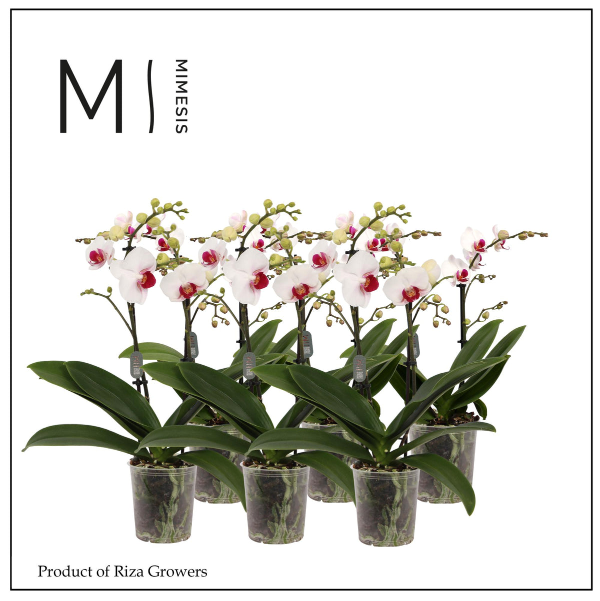 Phalaenopsis Red Lips 50cm 12cm Pot