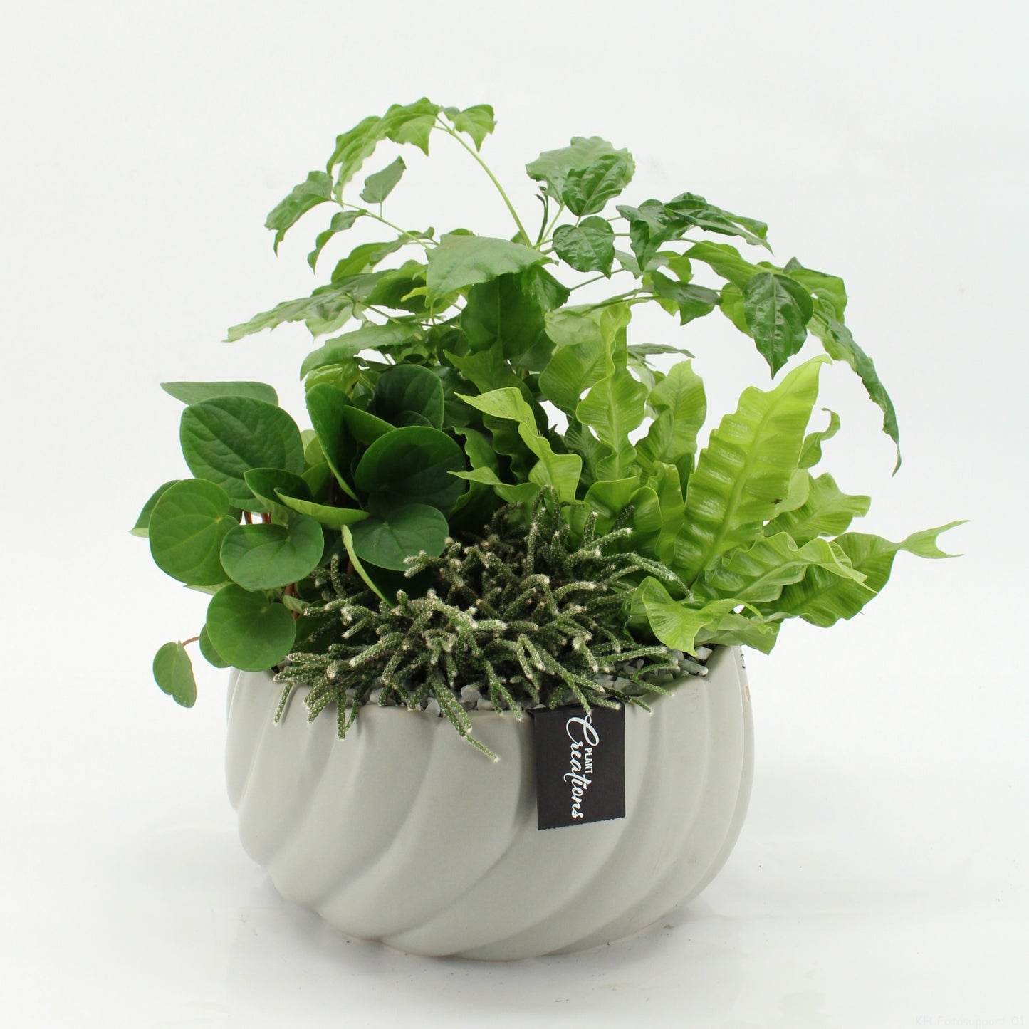 Indoor green arrangement 45cm 24cm Pot
