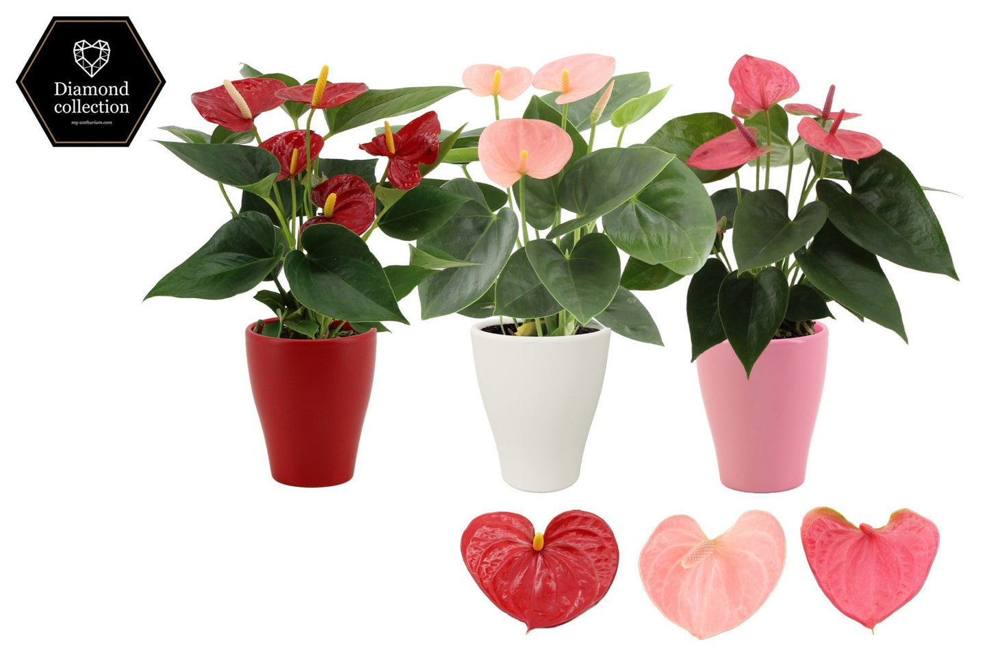 Anthurium mix 25cm 9cm Pot