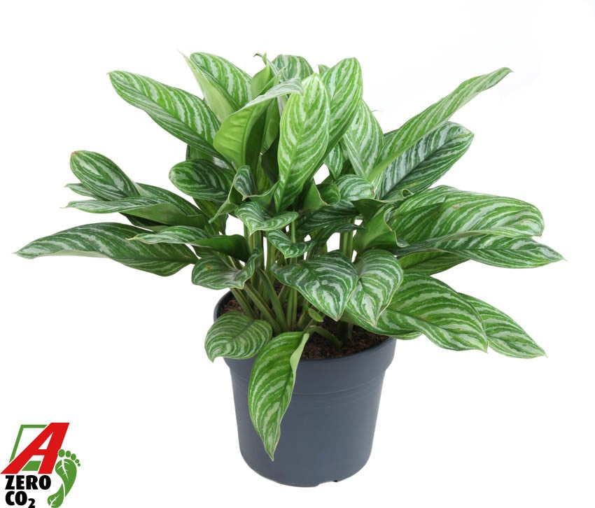 Aglaonema Silver Bay 80cm 34cm Pot