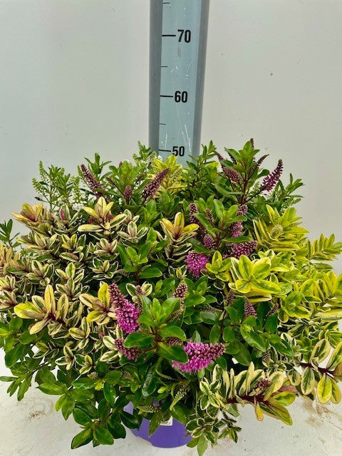 Hebe and. Quattr 45cm 23cm Pot
