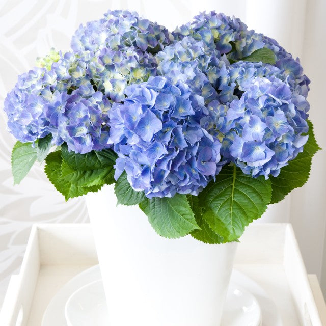 Hydrangea macr. blue 40cm 14cm Pot