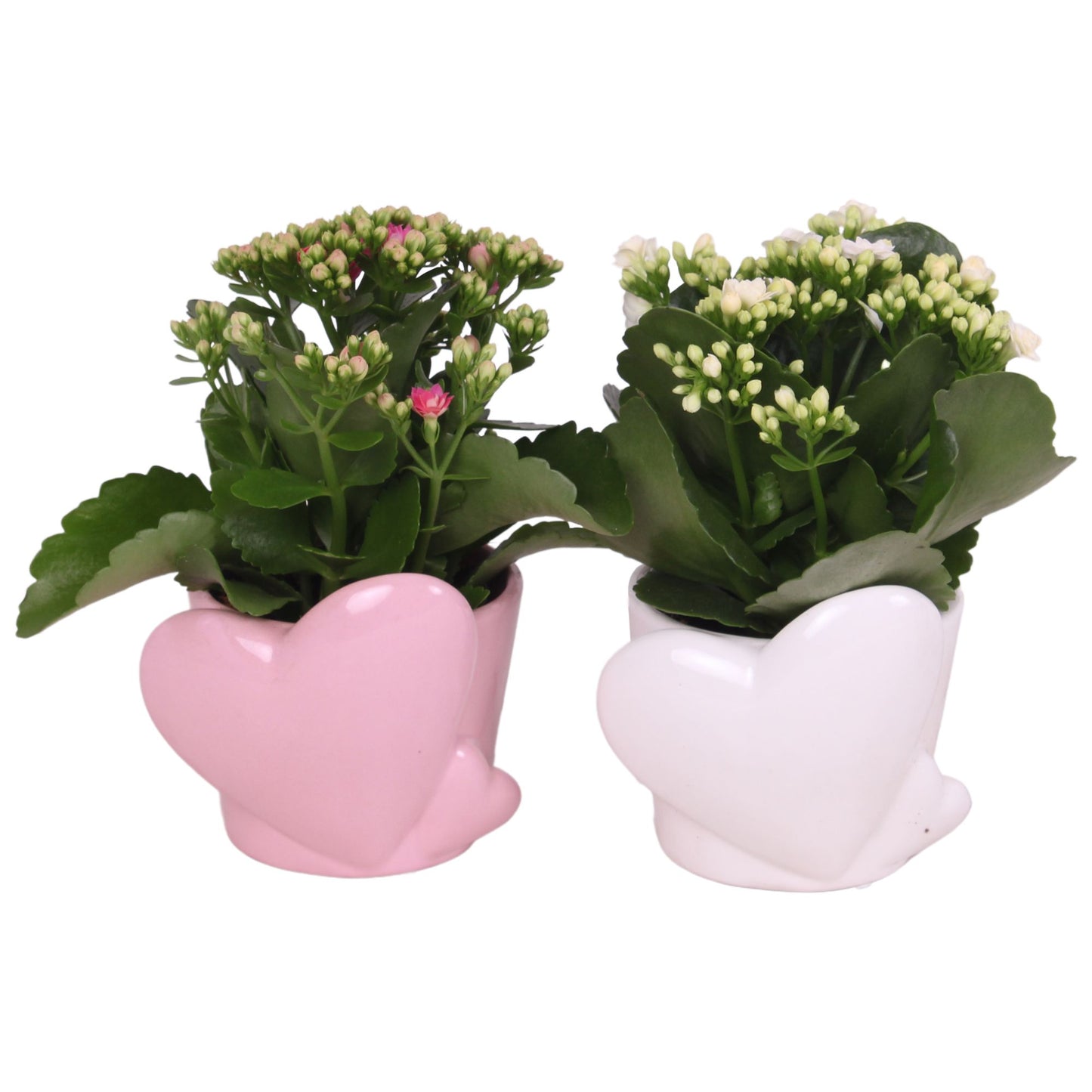 Indoor arrangement 20cm 12cm Pot