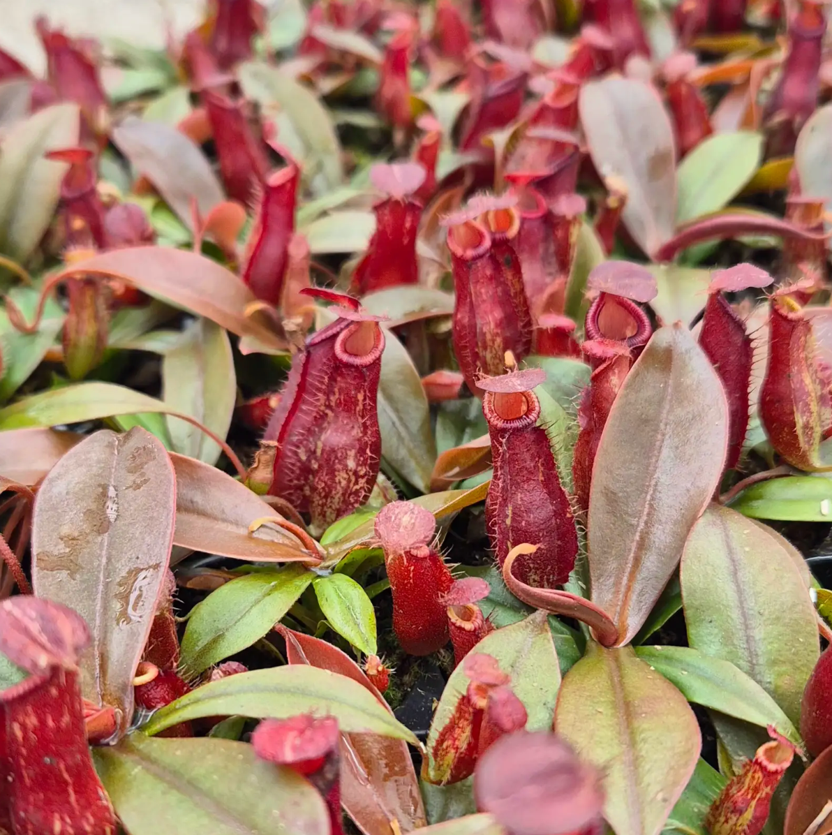 Dark Secret Nepenthes 5cm 6cm Pot