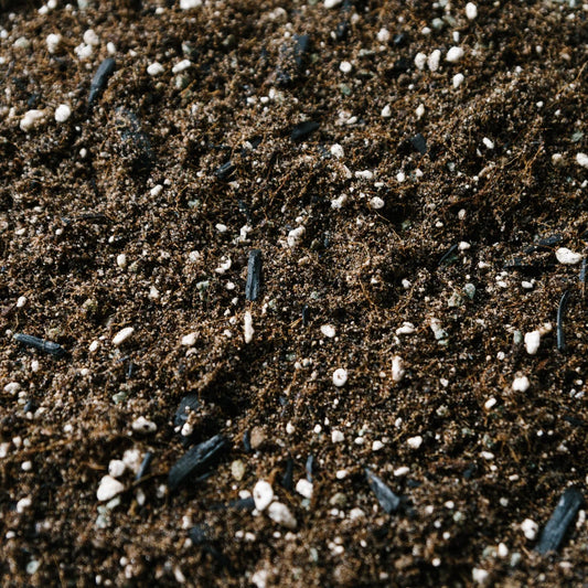 Soil Ninja Fern Blend