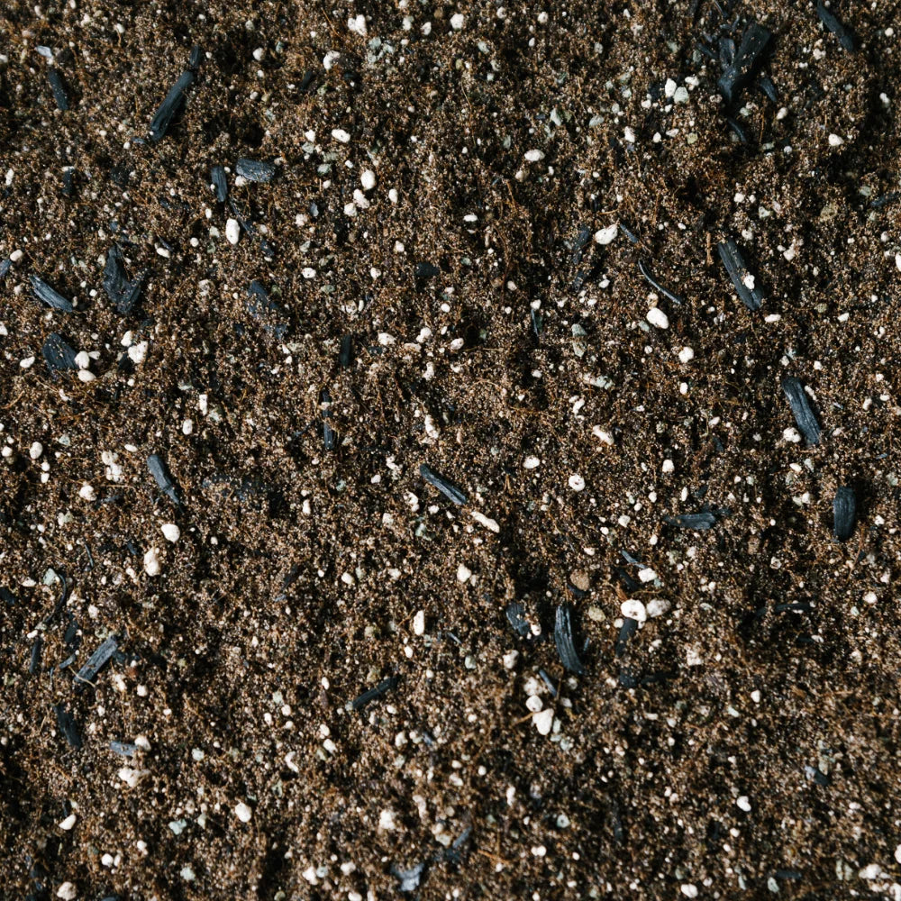 Soil Ninja Fern Blend