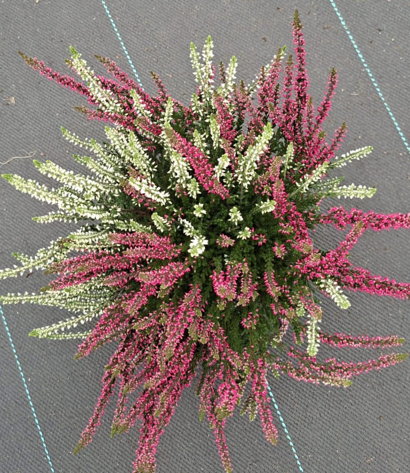 Calluna Garden Girls twin 30cm 14cm Pot