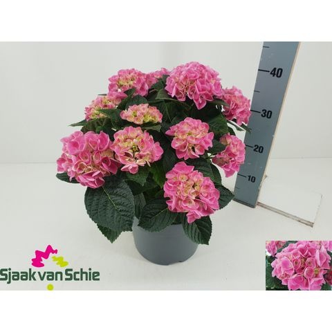 Hydrangea macr. Hi Ocean 40cm 23cm Pot