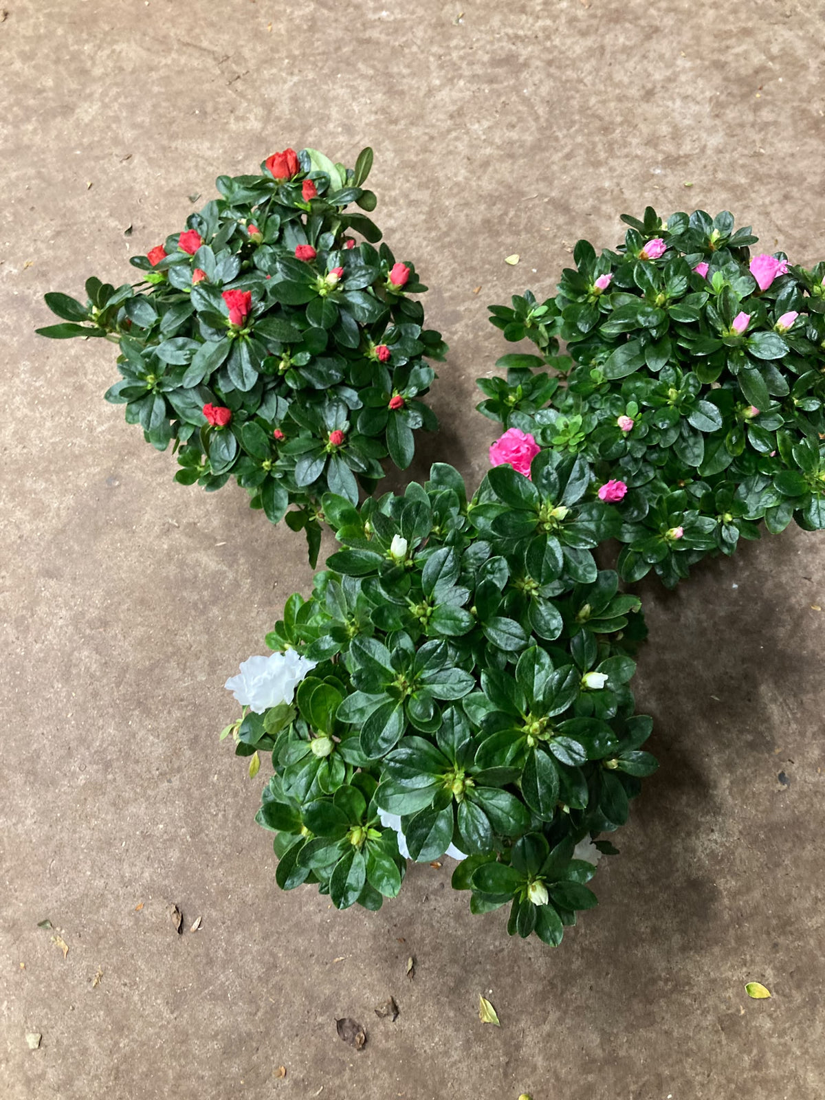 Rhododendron simsii mix 30cm 14cm Pot