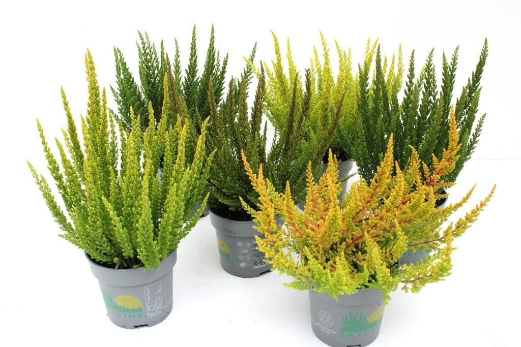 Calluna B-L Skyline 25cm 11cm Pot