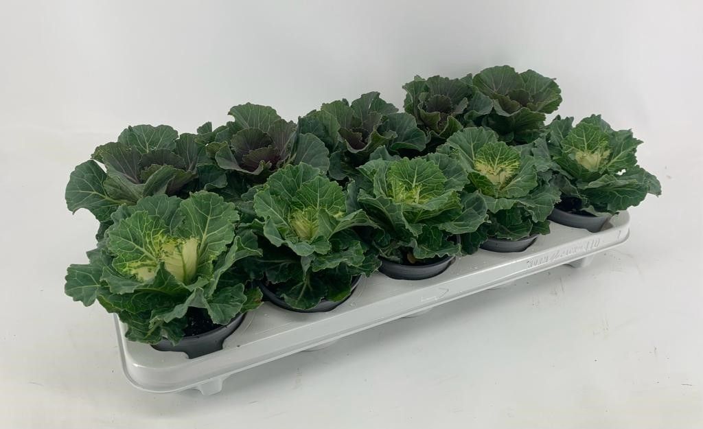 Brassica ole. mix 20cm 10.5cm Pot