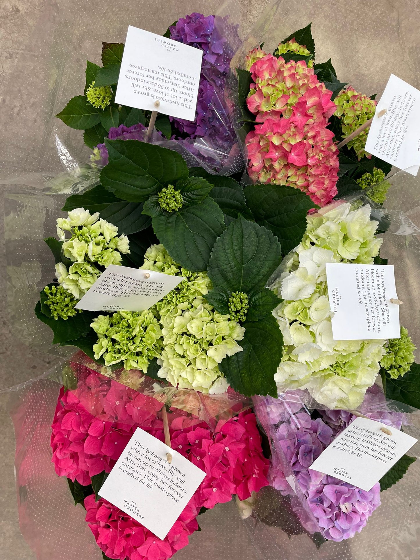 Hydrangea macrophylla mix 40cm 14cm Pot