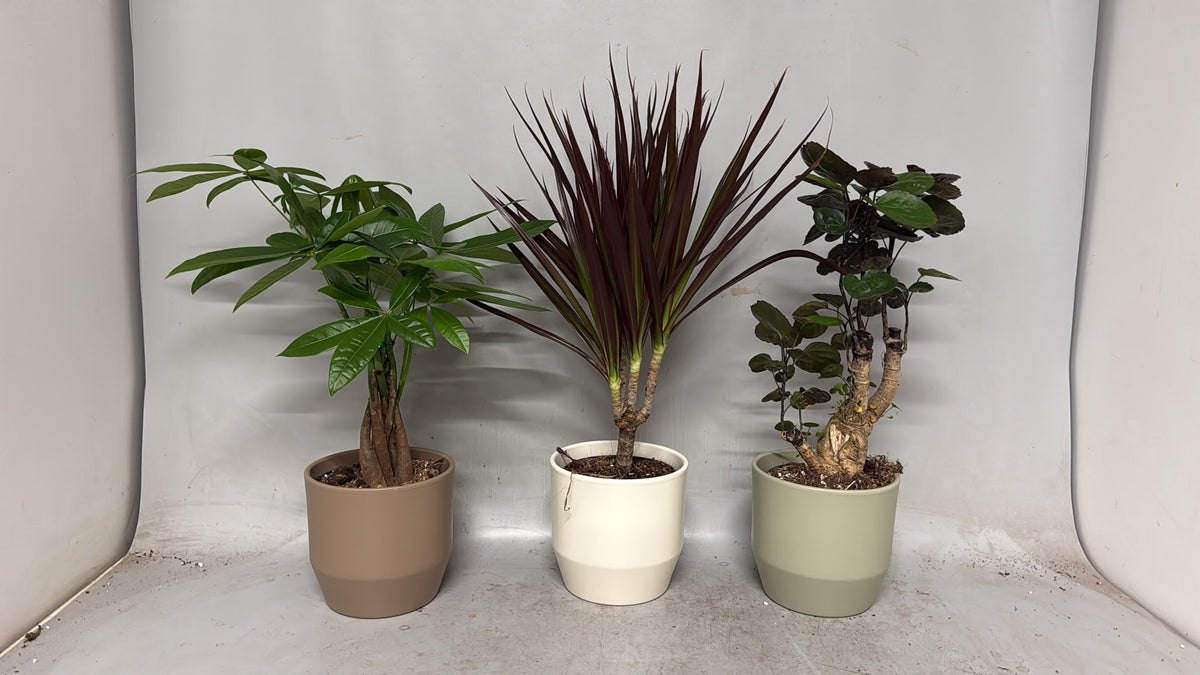 Foliage houseplants mix 45cm 14cm Pot