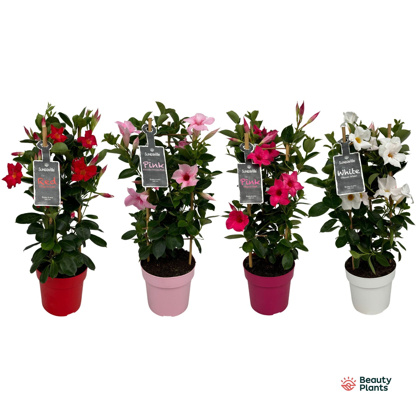 Mandevilla mix pyramid 55cm 17cm Pot