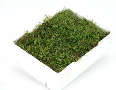 Plagiothecium undulatum moss 20cm