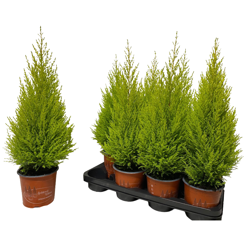 Cupressus Goldcrest Wilma 60cm 14cm Pot