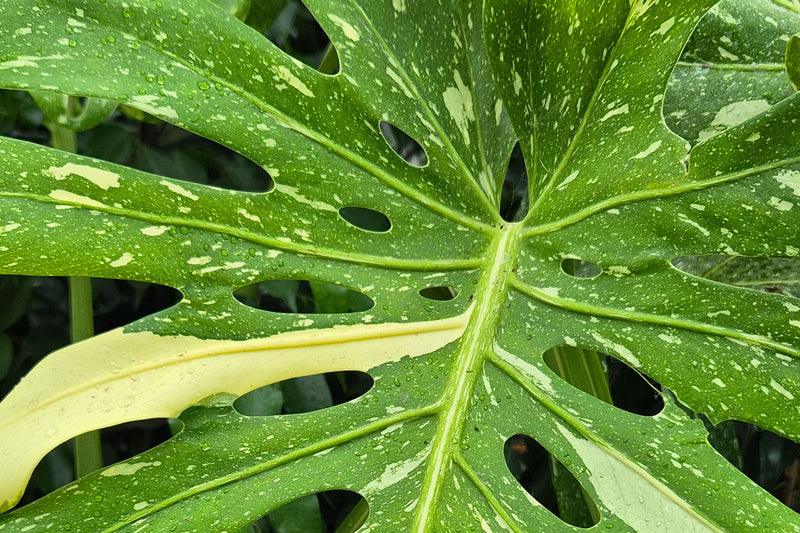Inside the UK’s Houseplant Boom: What’s Driving Demand in 2026