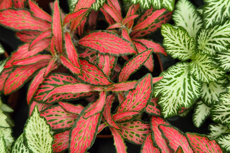 How Colour Trends Shape the Next Wave of Houseplant Retail