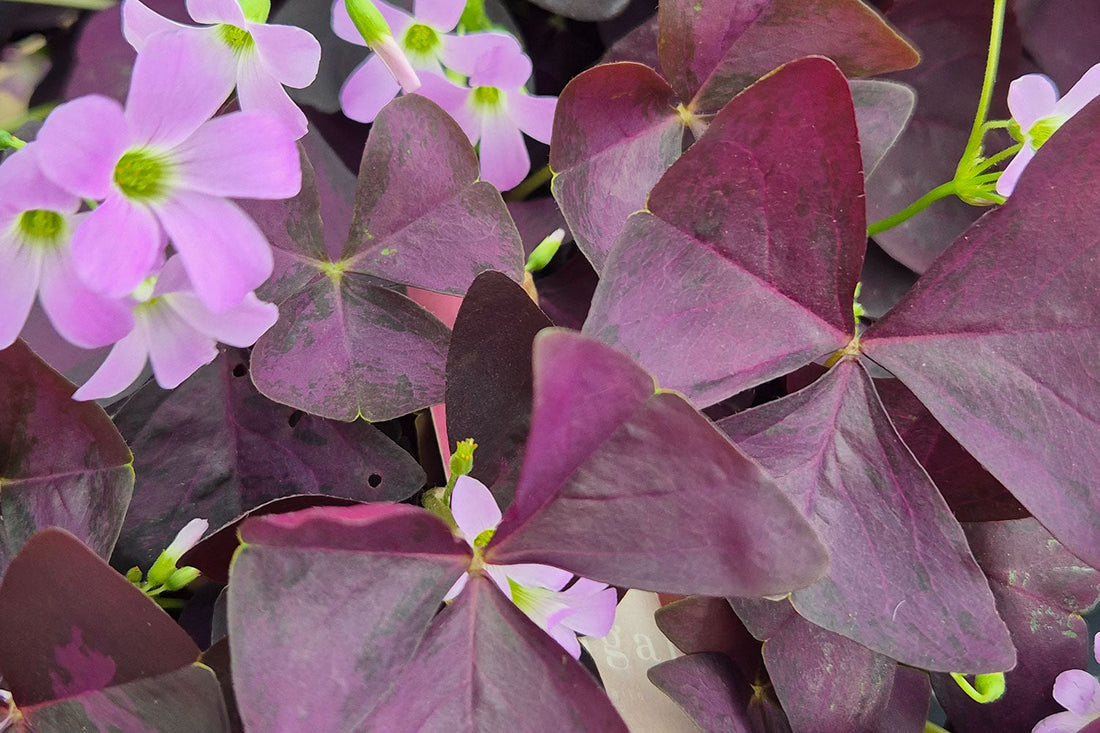 The Science of Plant Shelf-Life: Keeping Wholesale Stock Retail-Ready