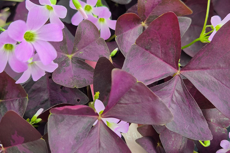 The Science of Plant Shelf-Life: Keeping Wholesale Stock Retail-Ready
